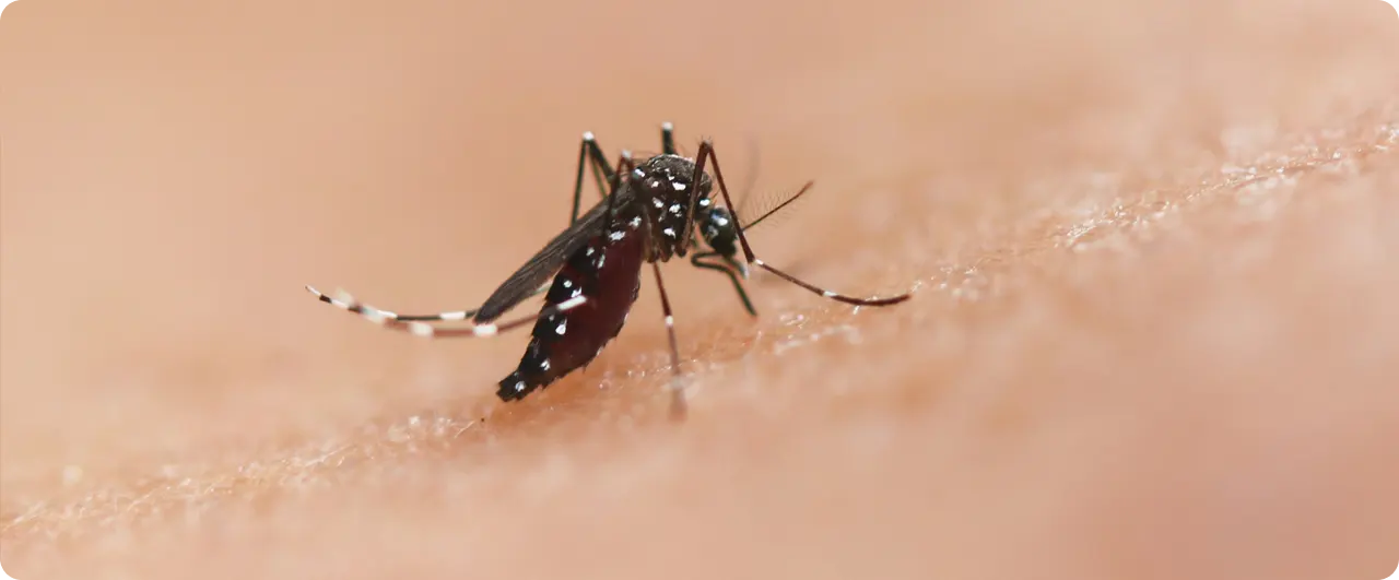 Medidas efectivas para prevenir el dengue | Lo que debes saber sobre la enfermedad de Chagas