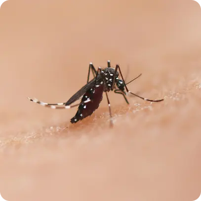 Medidas efectivas para prevenir el dengue | Lo que debes saber sobre la enfermedad de Chagas Medidas efectivas para prevenir el dengue | Lo que debes saber sobre la enfermedad de Chagas